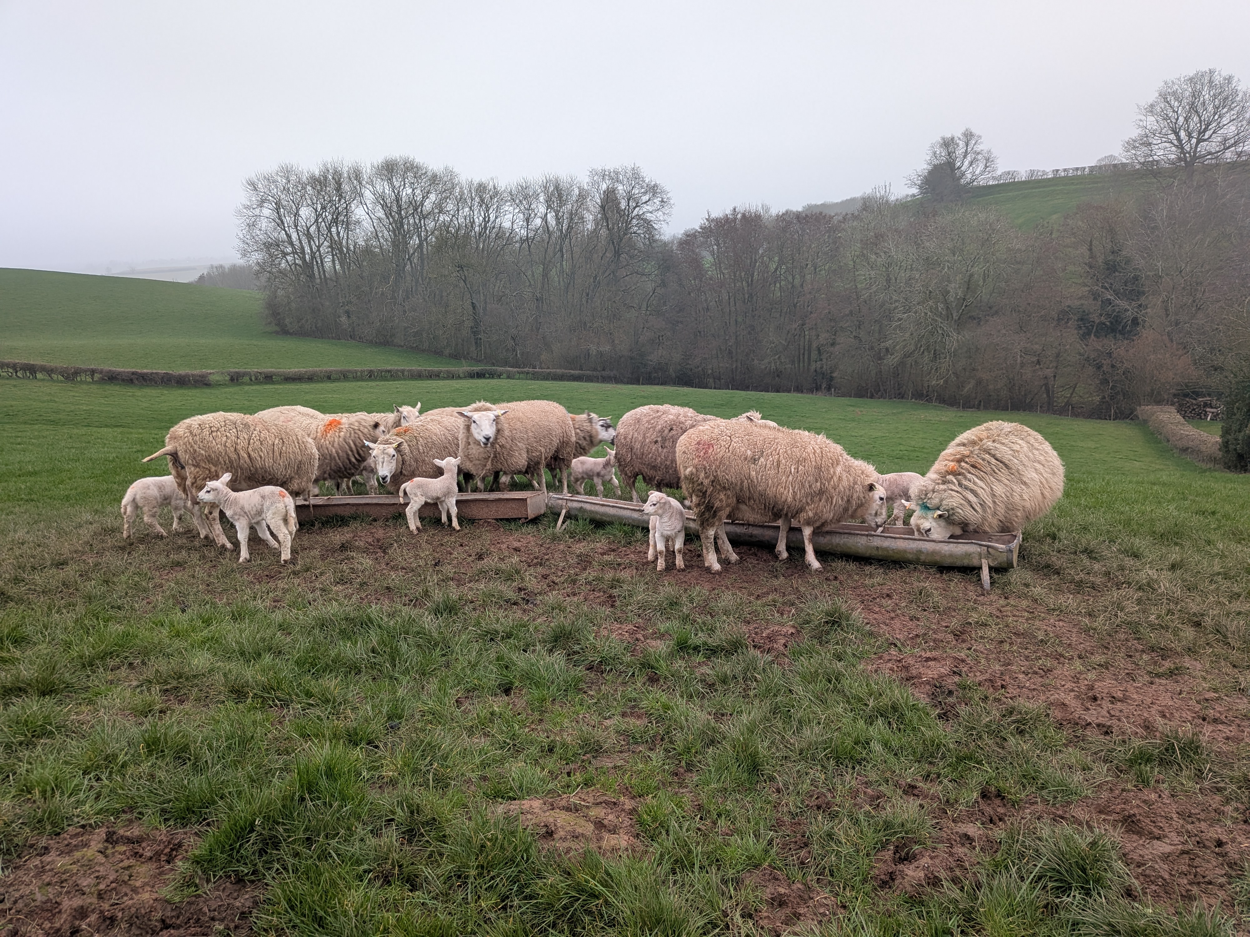 A group of sheep and lambs standing in a field