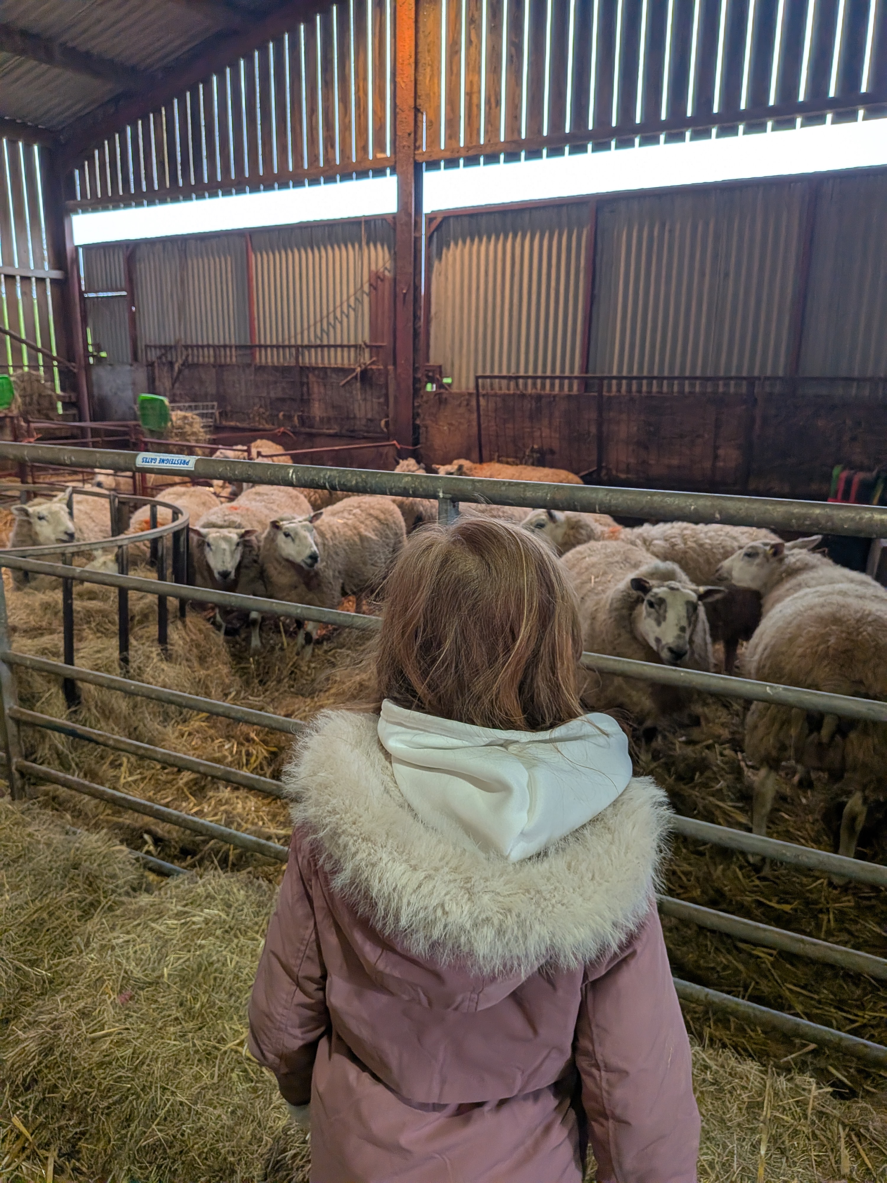 Girl standing in a barn looking at sheep in a pen in front of her