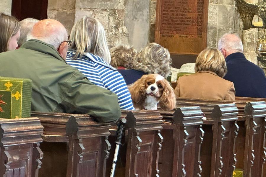 Dog at Ripple pet service.jpg