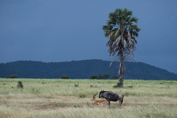 Mikumi National Park, Morogoro