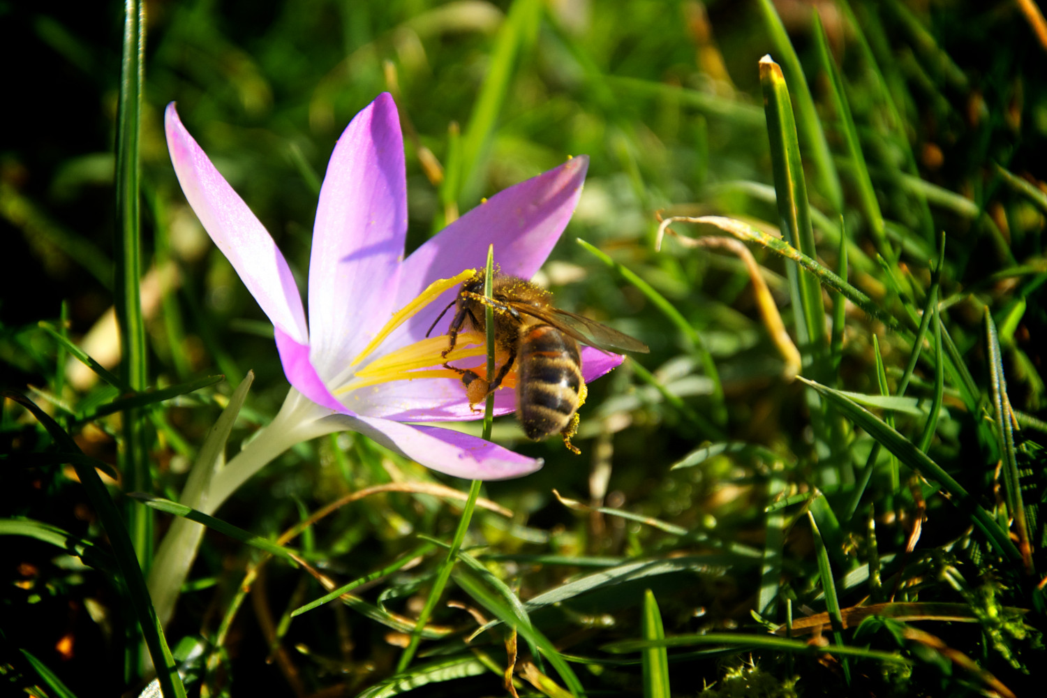 bee on flower