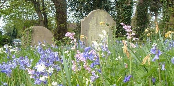 Wildflowers in a churchyard