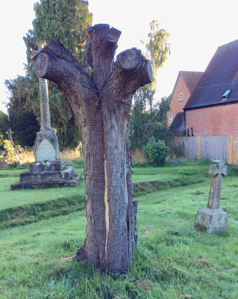 Tree ready to be carved at Alvechurch